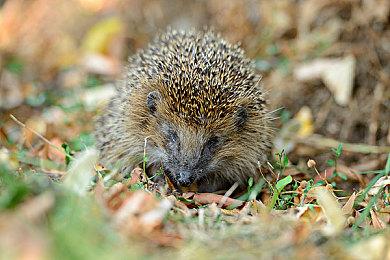 多人乱斗游戏《暴怒：格斗节》现已推出试玩Demo